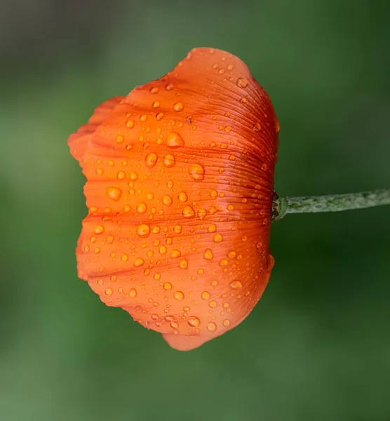 Macro of an isolated orange poppy blossom with rain drops — Stock Photo, Image