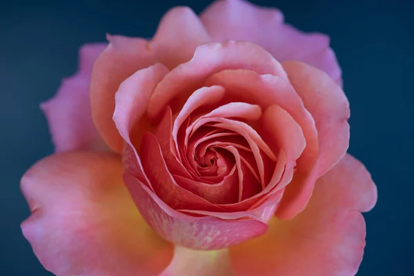 Macro rosa de color amarillo anaranjado aislado en azul borroso de nuevo — Foto de Stock