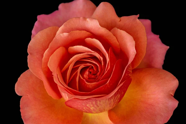 Solo aislado naranja amarillo rosa flor macro en negro — Foto de Stock