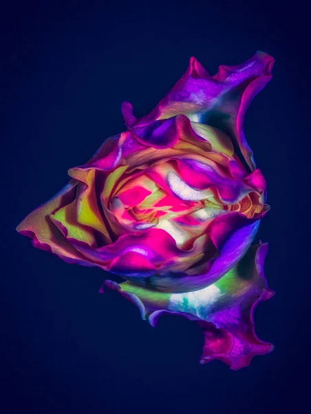 Surrealistic abstract fine art still life detailed rose portrait