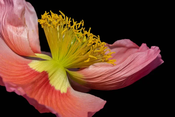 Luce rossa isolata ghianda papavero fiore con polline, sfondo nero — Foto Stock