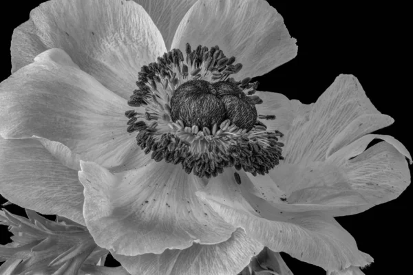 Isolado único aberto monocromático anêmona flor macro, fundo preto — Fotografia de Stock