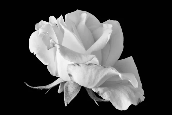Monochrom hochklappige Rosenblüte, Blatt-Makro, schwarzer Hintergrund — Stockfoto