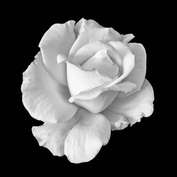 Macro fleur de rose haute clé monochrome, fond noir — Photo