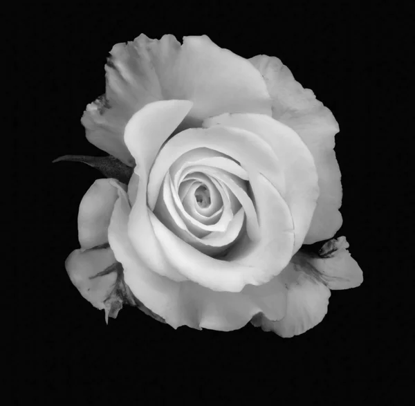 Macro fleur de rose blanche surréaliste monochrome, fond noir — Photo