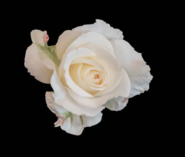 Yellow white rose blossom macro isolated on black background — Stock Photo, Image