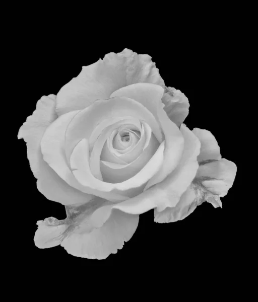 Monochrome isolated white rose blossom macro,black background — Stock Photo, Image