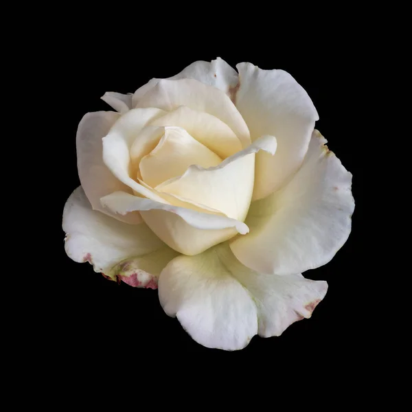 Κίτρινο λευκό τριαντάφυλλο ανθίσει μακροεντολή απομονώνονται σε μαύρο φόντο — Φωτογραφία Αρχείου