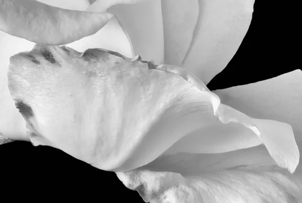 Beyaz gül yapraklı makro siyah arkaplanda izole — Stok fotoğraf