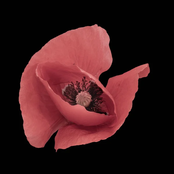 Απομονωμένη παστέλ κόκκινο λουλούδι παπαρούνας σε μαύρο φόντο — Φωτογραφία Αρχείου