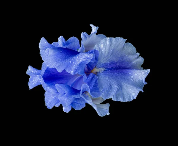 Απομονωμένο μπλε ίριδα άνθος της ίριδας, σταγονίδια νερού βροχής, μαύρο φόντο — Φωτογραφία Αρχείου