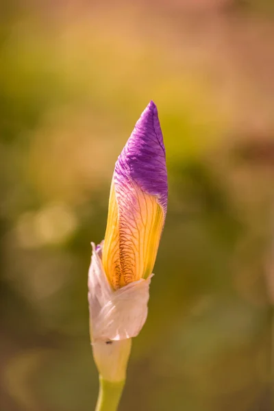 Isolated blue violet iris bud macro,natural blurred yellow background — Stock Photo, Image