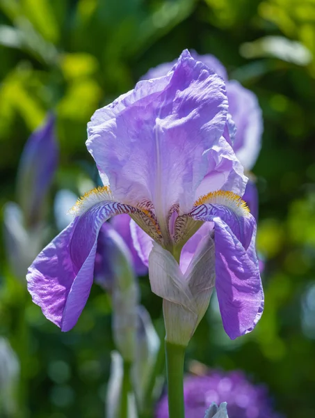 Modrá fialová Iris kvetoucí venkovní makro, rozmazané Slunečné pozadí — Stock fotografie