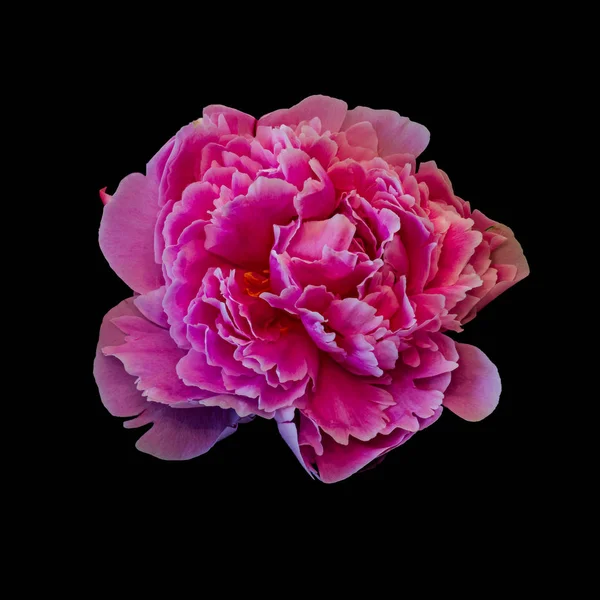 Isolated red peony blossom on black background — Stock Photo, Image