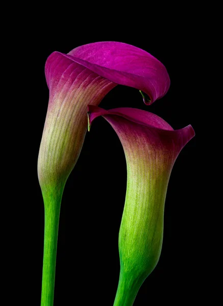 Isolated pair of purple yellow calla blossoms,black background — Stock Photo, Image