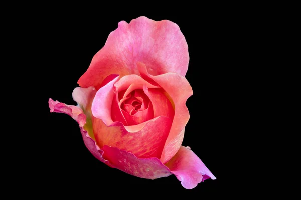 Makro einer rosa violetten Rosenblüte auf schwarzem Hintergrund — Stockfoto