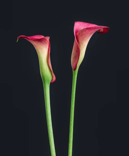 Isolated pair of red calla blossoms,dark gray background — Stock Photo, Image