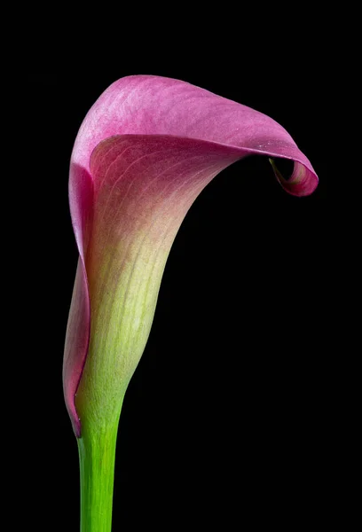 Isolé rose vert fleur de calla sur fond noir — Photo