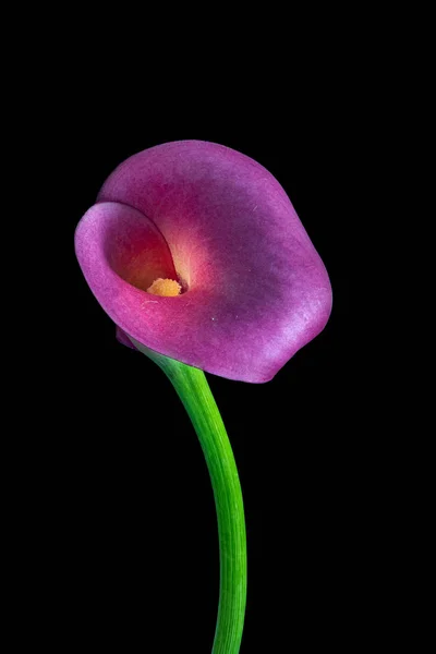 Fleur de calla verte violette isolée, fond noir — Photo