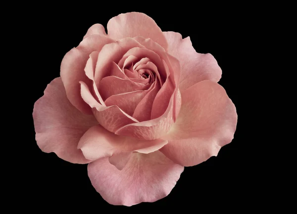 macro of a single isolated pastel pink rose blossom, black background