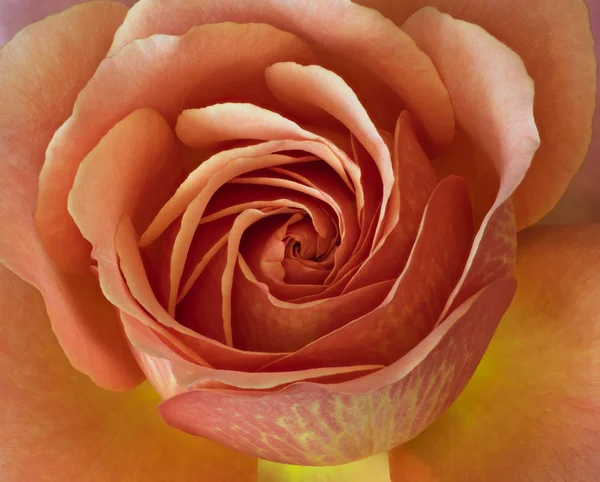 Corazón interior de una sola flor de rosa amarilla anaranjada aislada — Foto de Stock