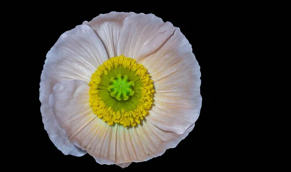 Vista superior de una flor aislada de amapola blanca de Islandia, fondo negro —  Fotos de Stock