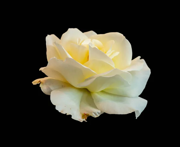 Макрос из желтой белой розы изолированы на черном фоне — стоковое фото