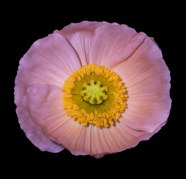 Rosa Island Poppy Blossom på svart bakgrund — Stockfoto