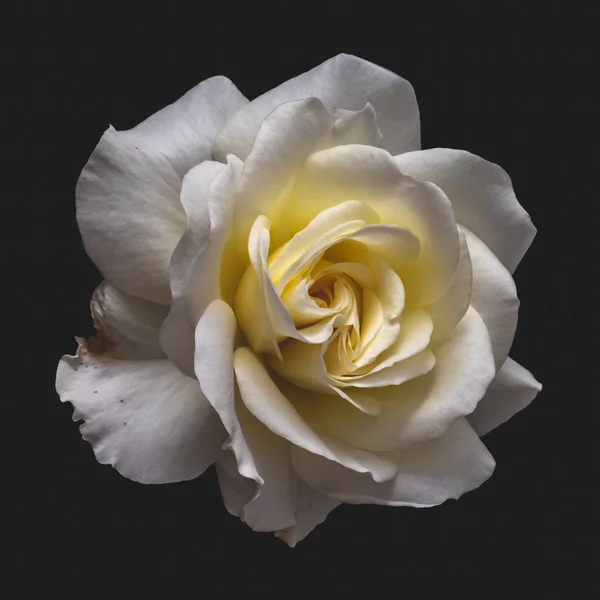 Винтажный желтый цвет белой розы изолированы на черном фоне — стоковое фото