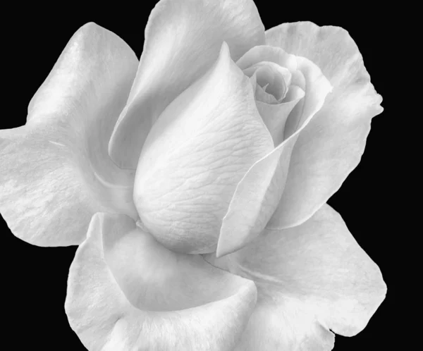 Bright high key monochrome rose blossom macro,black background — Stock Photo, Image