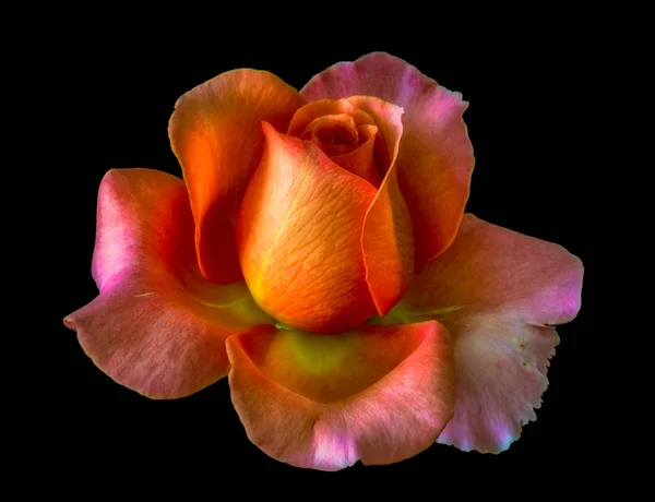 Macro arte de uma flor de rosa amarelo laranja rosa, fundo preto — Fotografia de Stock