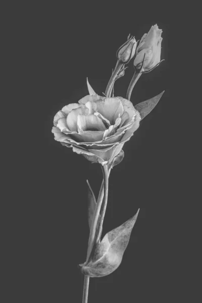 Geïsoleerde retro monochroom Lisianthus bloesem, knoppen, stam, grijze achtergrond — Stockfoto