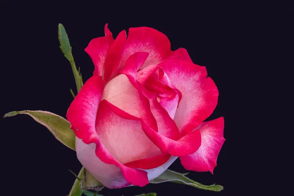 Ізольований червоний білий розквіт троянди макро, синій фон — стокове фото