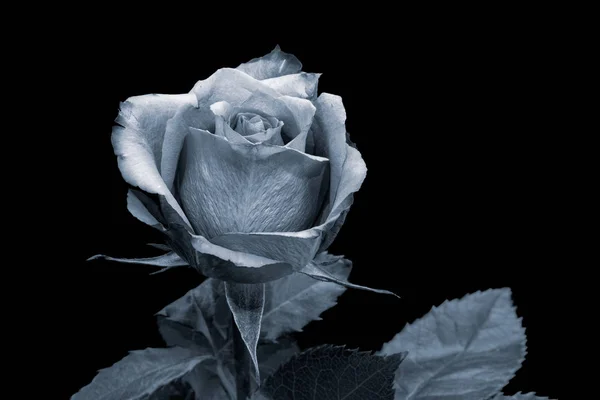 Isoliertes selen monochromes Rosenblütenmakro, schwarzer Hintergrund — Stockfoto