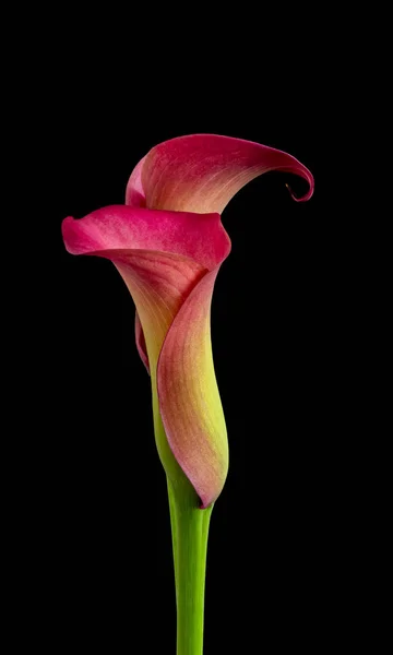 Isolated pair of red yellow calla blossoms,black background — Stock Photo, Image