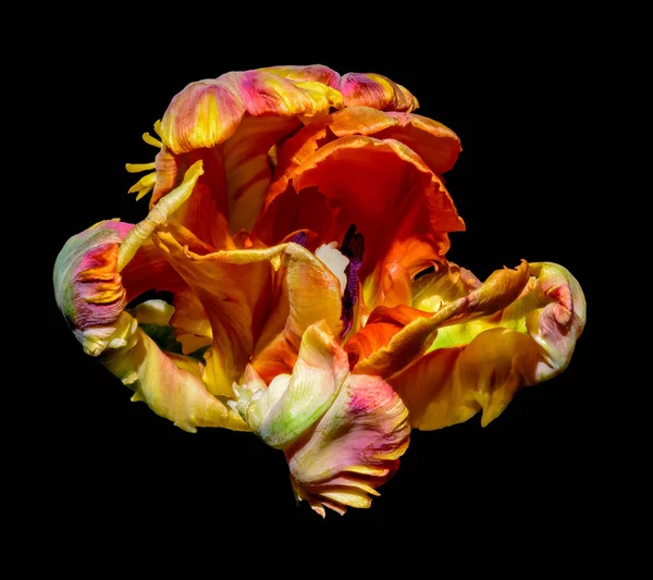 parrot tulip in surrealistic/fantastic realism style, pop-art colors