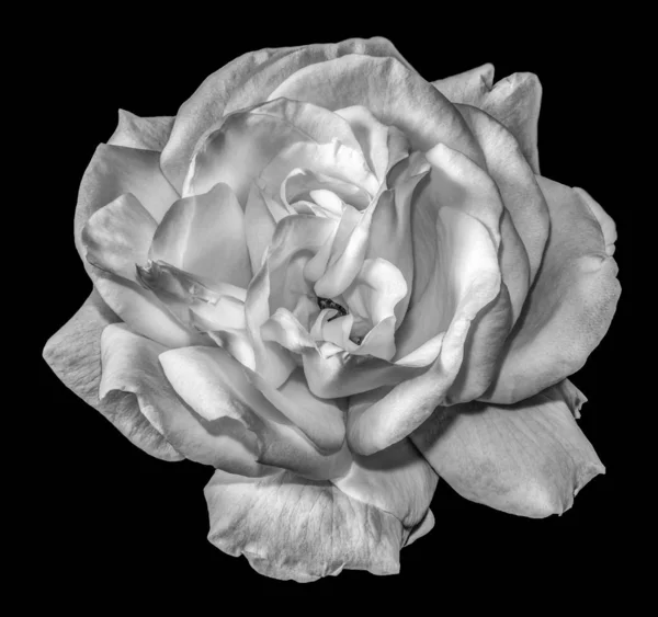 Bela arte ainda vida floral flor monocromática imagem de uma única flor de rosa branca isolada no fundo preto com textura detalhada no estilo de pintura vintage — Fotografia de Stock