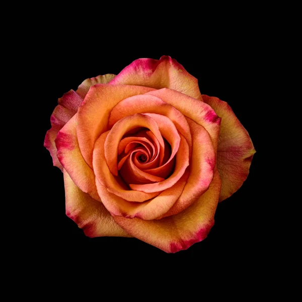 Fine art still life colorful top view floral macro of a single isolated flowering orange red rose blossom on black background with detailed texture in vintage painting style — Stock Photo, Image