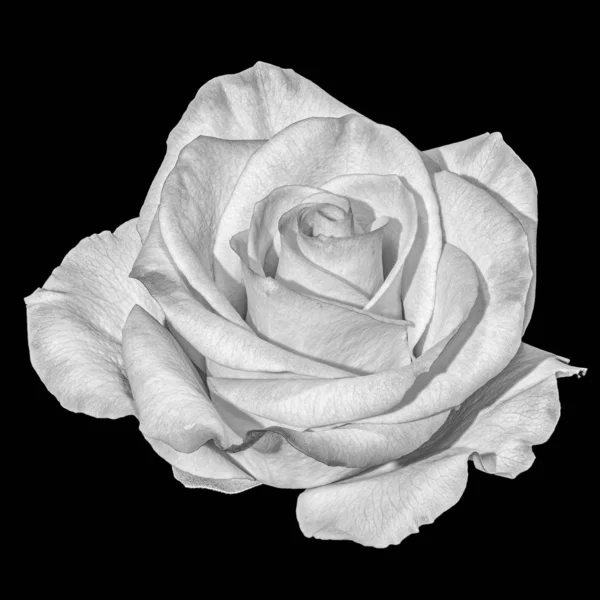 Still life fine art floral monochrome macro flower photo of a single isolated white open blooming rose blossom on black background with detailed texture taken in spring or summer — Stock Photo, Image