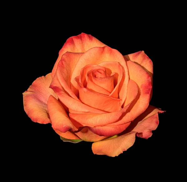 Still Life Fine Art kwiatowy kolor makro kwiat portret jednego na białym tle pomarańczowe czerwone otwarte kwitnące Róża Kwiat na czarnym tle ze szczegółową teksturę podjęte wiosną lub latem — Zdjęcie stockowe