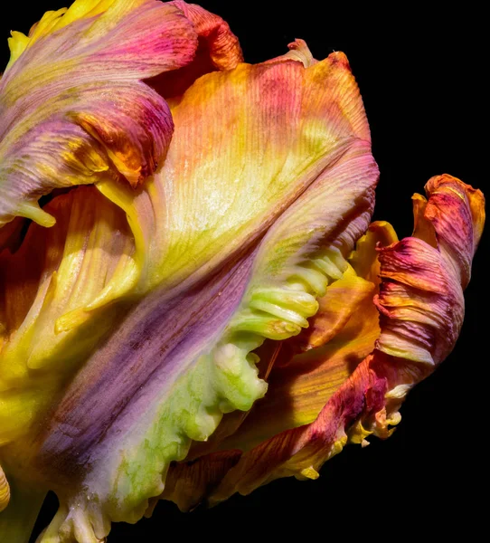 Fine art color macro flower portrait of a single isolated closed blooming parrot tulip blossom in bright sunlight on black background with detailed texture and rainbow colors