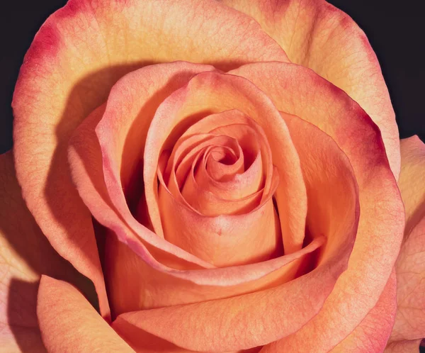 Bellas artes bodegón colorido macro retrato de una sola flor de rosa roja anaranjada aislada sobre fondo negro con textura detallada — Foto de Stock