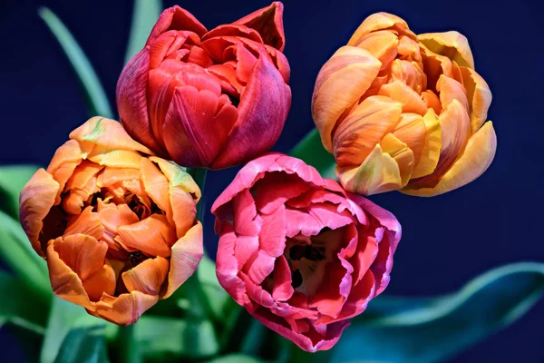 Fine Art Stillleben bunte Blume Makro eines Straußes von vier blühenden rot rosa gelben Tulpenblüten, ein Quartett auf blauem natürlichen verschwommenen Hintergrund — Stockfoto