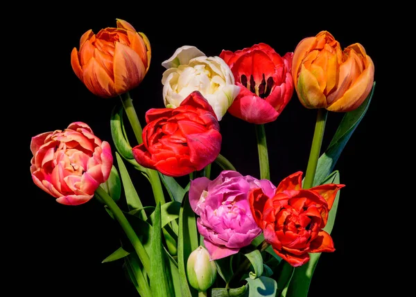 Fine Art s floral till life bunte Blume Makro einer blühenden Tulpe Blütenstrauß auf schwarzem Hintergrund in lebendigen Farben, rot, rosa, orange, violett, weiß — Stockfoto