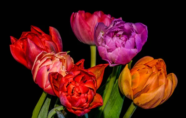 Bellas artes s floral hasta la vida colorida flor macro de un ramo de flores de tulipán en flor sobre fondo negro en colores vivos, rojo, rosa, naranja, violeta — Foto de Stock