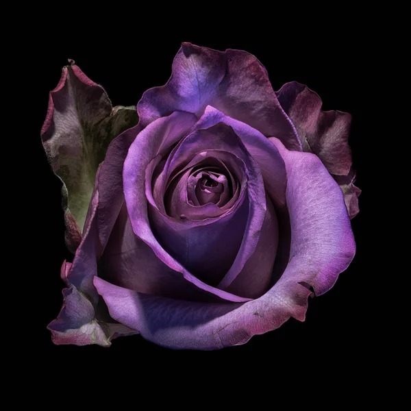 Stillleben Makroporträt einer violetten Rose auf schwarzem Hintergrund — Stockfoto