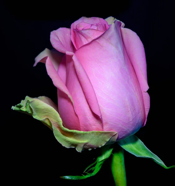 Kolor grzywny sztuka Martwa natura makro kwiat portret jednego na białym tle różowy kwitnący kwiat Róża na czarnym tle ze szczegółową teksturę w stylu Vintage malarstwo — Zdjęcie stockowe