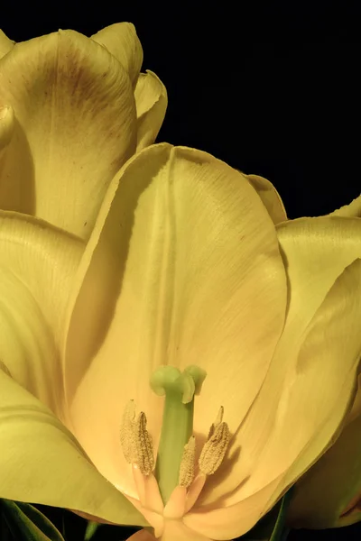 Floral color macro portrait of an open single isolated yellow tulip blossom in warm light on black background