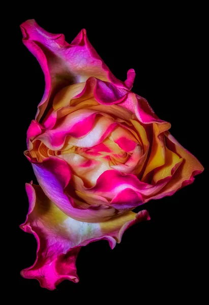 Surrealistic floral fine art still life detailed macro flower portrait of a blooming pink violet yellow colored single isolated rose blossom with fine textures on black background