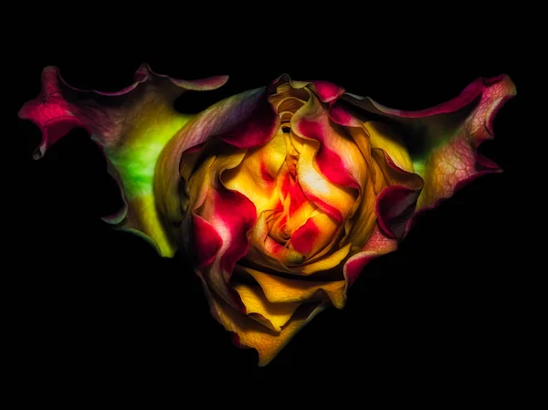 Floral fine art low key detailed glowing macro portrait of a rainbow colored single isolated rose blossom with fine textures on black background - floral fantasy - alien rose invasion from outer space